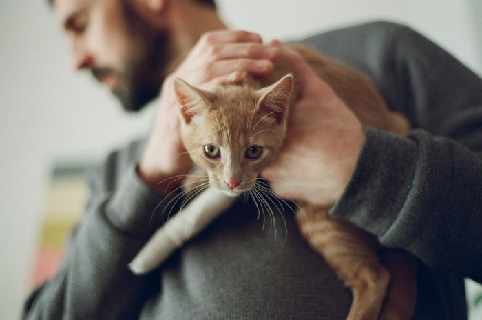 Designing the Perfect Lemonade Pet Insurance Policy: Base Plans, Add-Ons, and Customization Guide